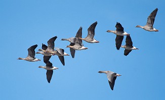 Kortnebbgås, Pink-footed Goose (Bjørnerødvann, Våler)